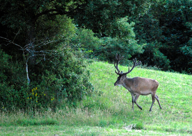 PASSIONE PER IL CERVO